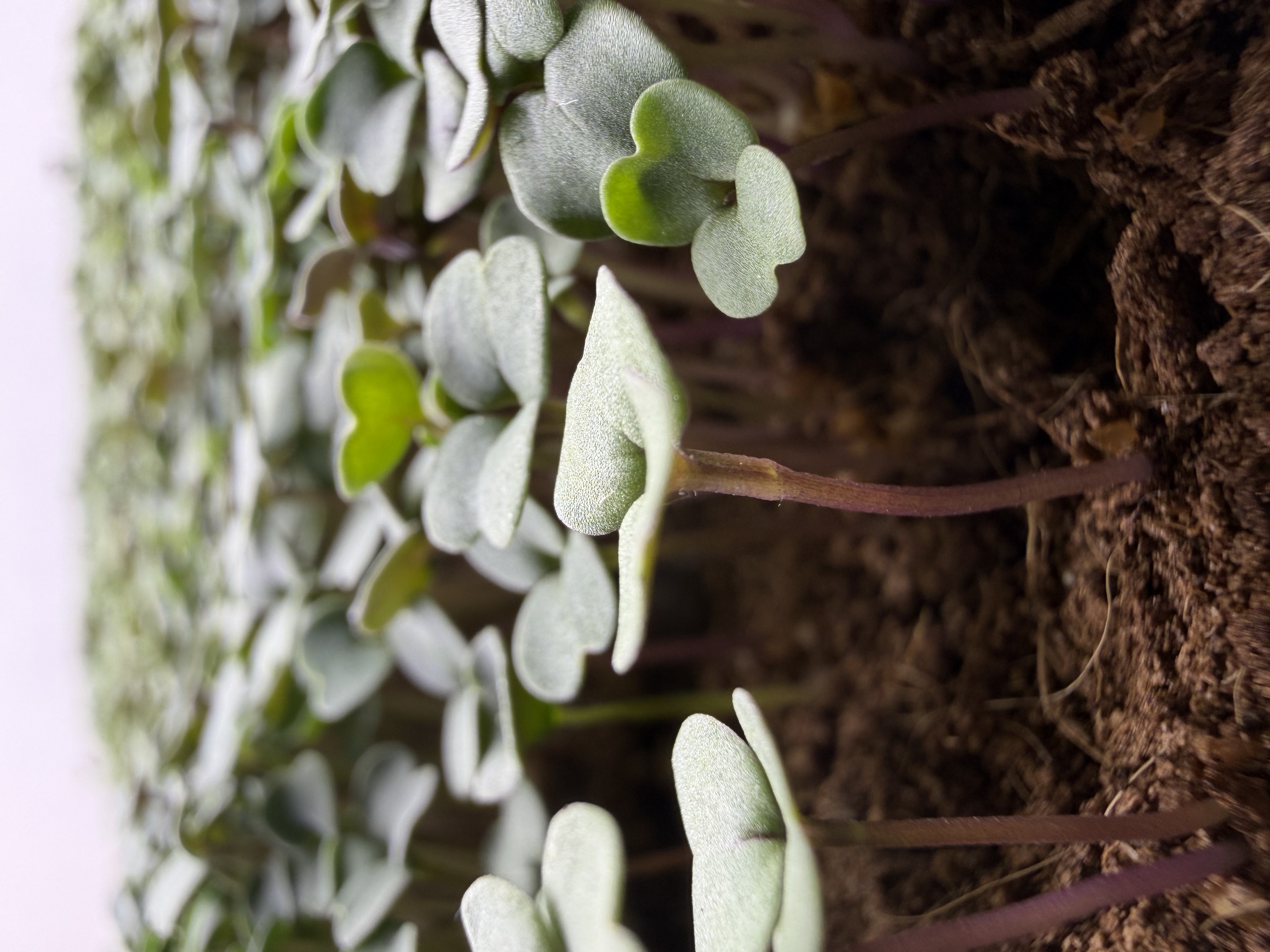 Rastúca rukola microgreens v substráte